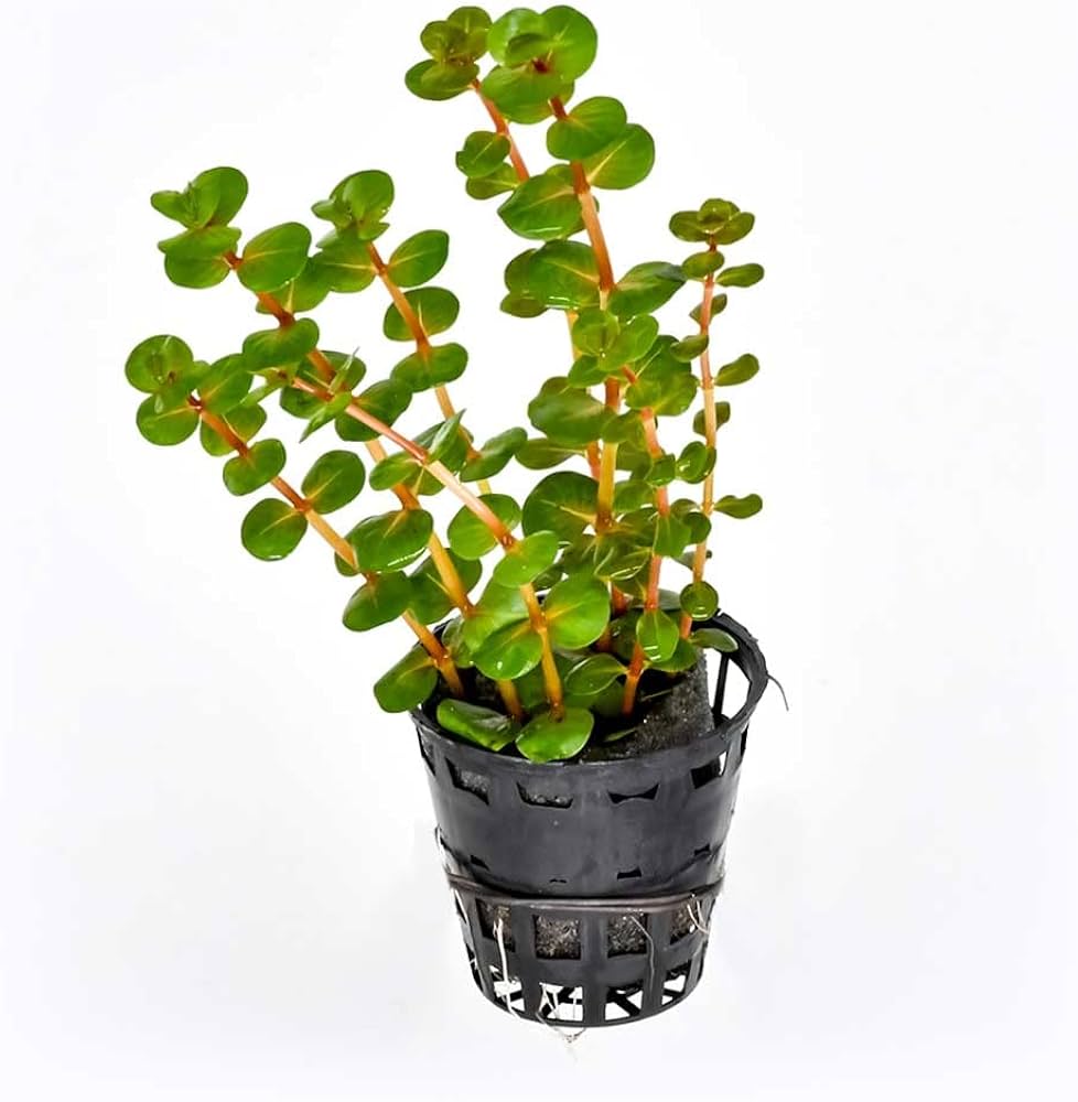 Rotala rotundifolia Red